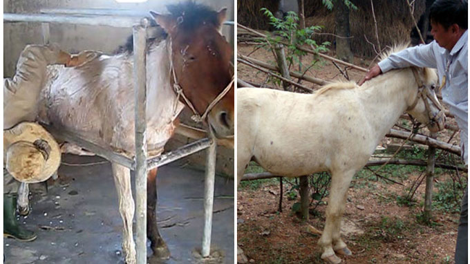Horses get ‘facelift’ to sell bone paste in Vietnam
