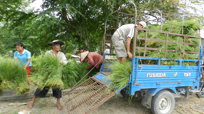 Collecting grass for a living in Vietnam