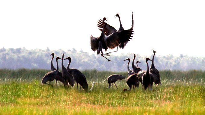 Red-headed cranes leave south VN province for Cambodia