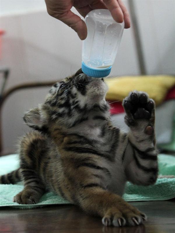 Exclusive photos: Caring for Indochinese tiger cubs at Saigon zoo