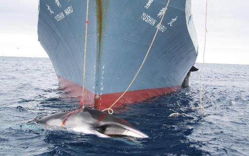 Japan PM Abe says will abide by whaling ban