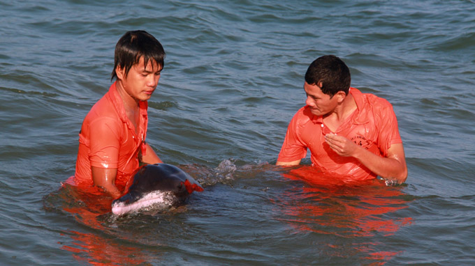 Rescuers save 200kg dolphin in central Vietnam