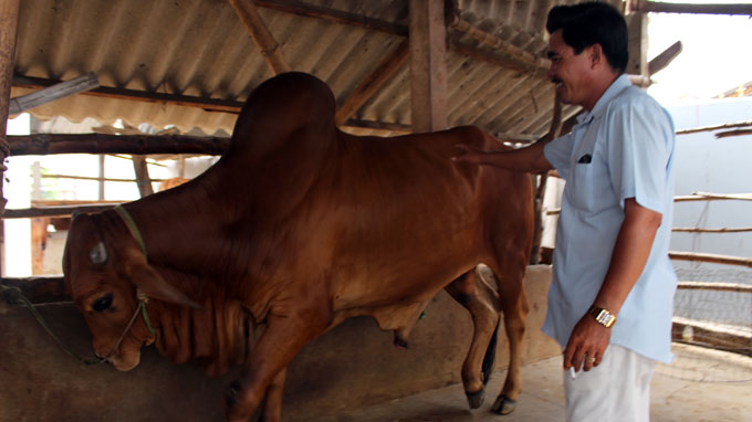 Raising cows a real cash cow for farmers in Vietnam’s Mekong Delta