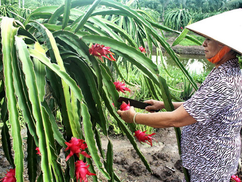 Vietnam’s dragon fruit gains access to New Zealand market