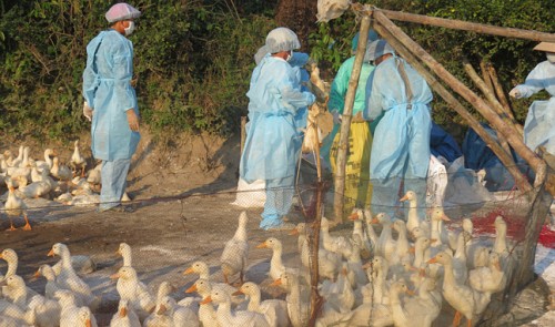 Vietnam to bring H5N1 flu vaccine to market by year-end