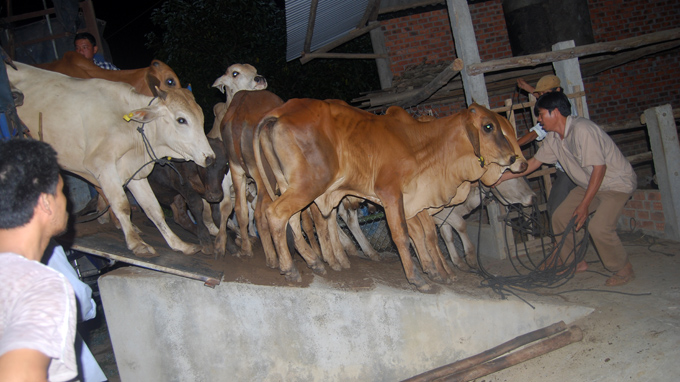 The hybrid cow market in central Vietnam province