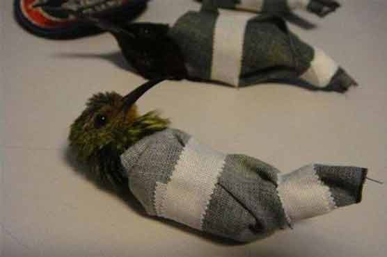 Would-be smuggler hides Cuban birds inside his trousers: press