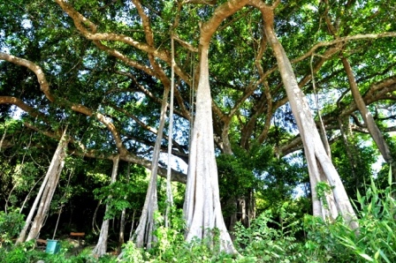 800-year-old banyan in central Vietnam recognized as national heritage tree