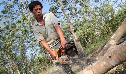 Vietnam growers chop down rubber trees over latex price plunge