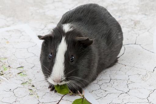 'Psychic' guinea pig tips Swiss to beat France