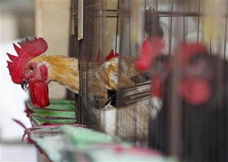 Vietnam among 6 Asian countries prone to H7N9 bird flu