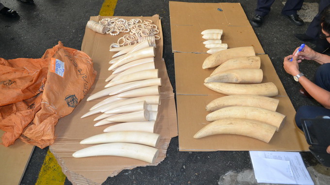 Vietnam confiscates 90kg of elephant tusks, ivory artifacts allegedly smuggled from Africa