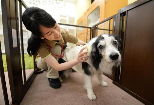 Greying Japan set for canine nursing home