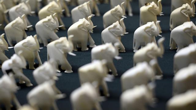 Smuggled elephant ivory price triples: conservationists
