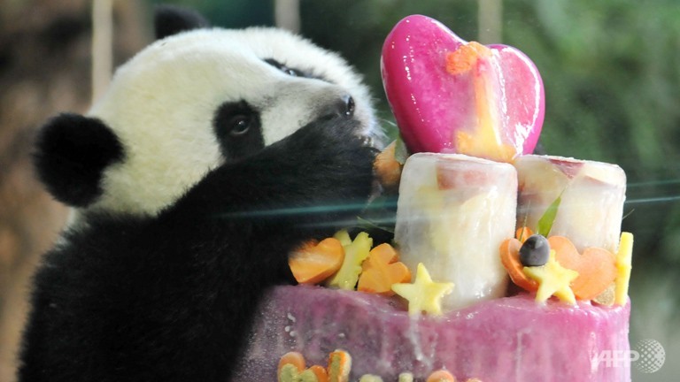 Thousands celebrate birthday of first Taiwan-born panda cub
