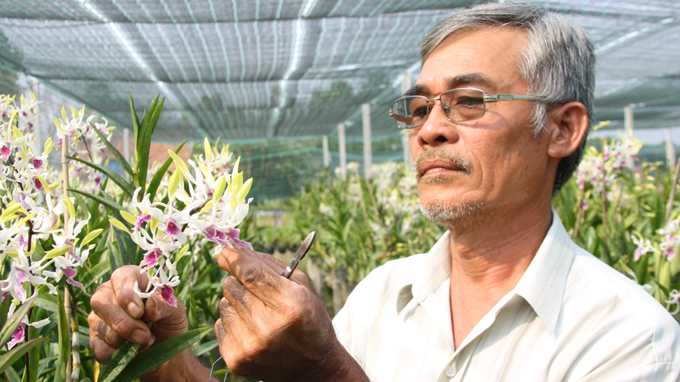 Once-popular orchid breeds back in vogue in Vietnam