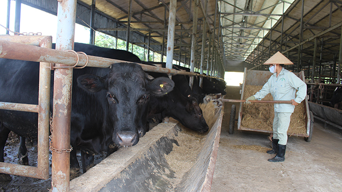 Visit Vietnam’s first Kobe cow farm