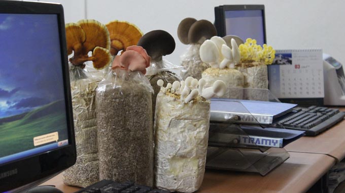 In Vietnam, homegrown mushrooms are gaining in popularity