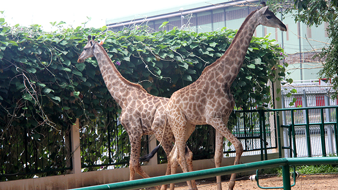 Vietnam zoo welcomes 3 South African giraffes imported from Thailand
