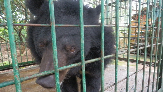 Vietnamese man offers captive bear to forest rangers for better care