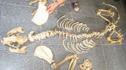 Vietnam police nab 3 for trading tiger skeletons at dog-meat eatery