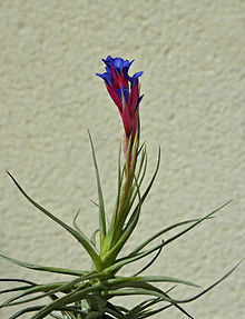 ‘Air plants’ appeal to aficionados in southern Vietnam