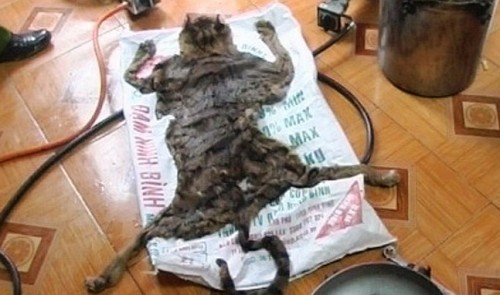 Vietnam police indict man for exchanging tiger remains