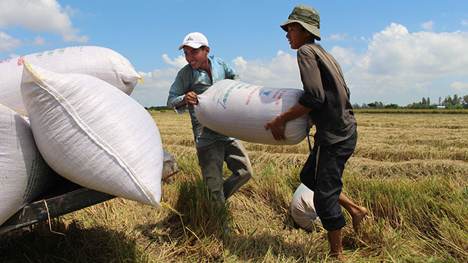 Thailand, Vietnam's rice dull amid year-end holidays