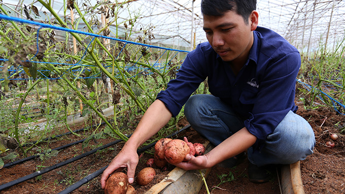 Vietnam firm unveils potatoes grown without soil