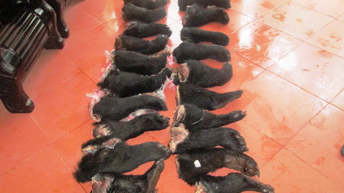 22 bear paws seized in central Vietnam