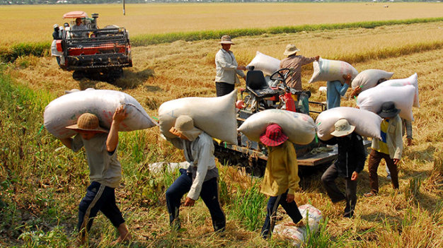 Vietnamese rice known around the world in 2035