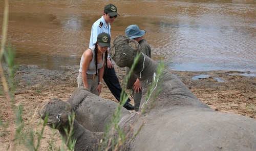 Vietnam diva in South Africa to help protect rhinos