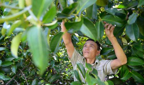 Building a brand name for Vietnam’s ancient Lai Thieu Orchard