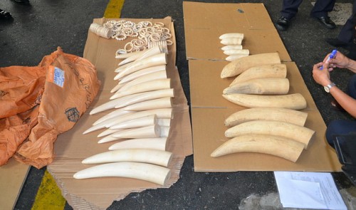 Vietnam seizes 40 kg of elephant tusks stashed in cashew nuts