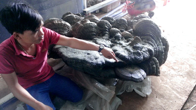 Massive 220kg mushroom found in central Vietnam