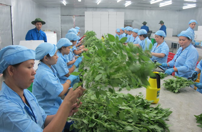 EU may ban Vietnam green produce over quality infractions