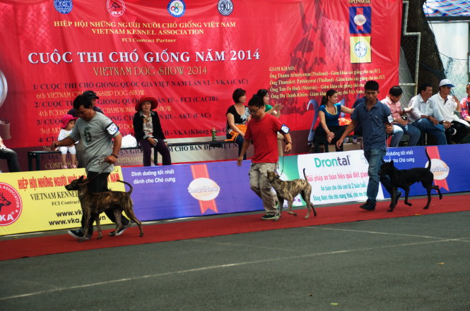 Beautiful dogs showcased at canine competition in Vietnam’s southern metropolis