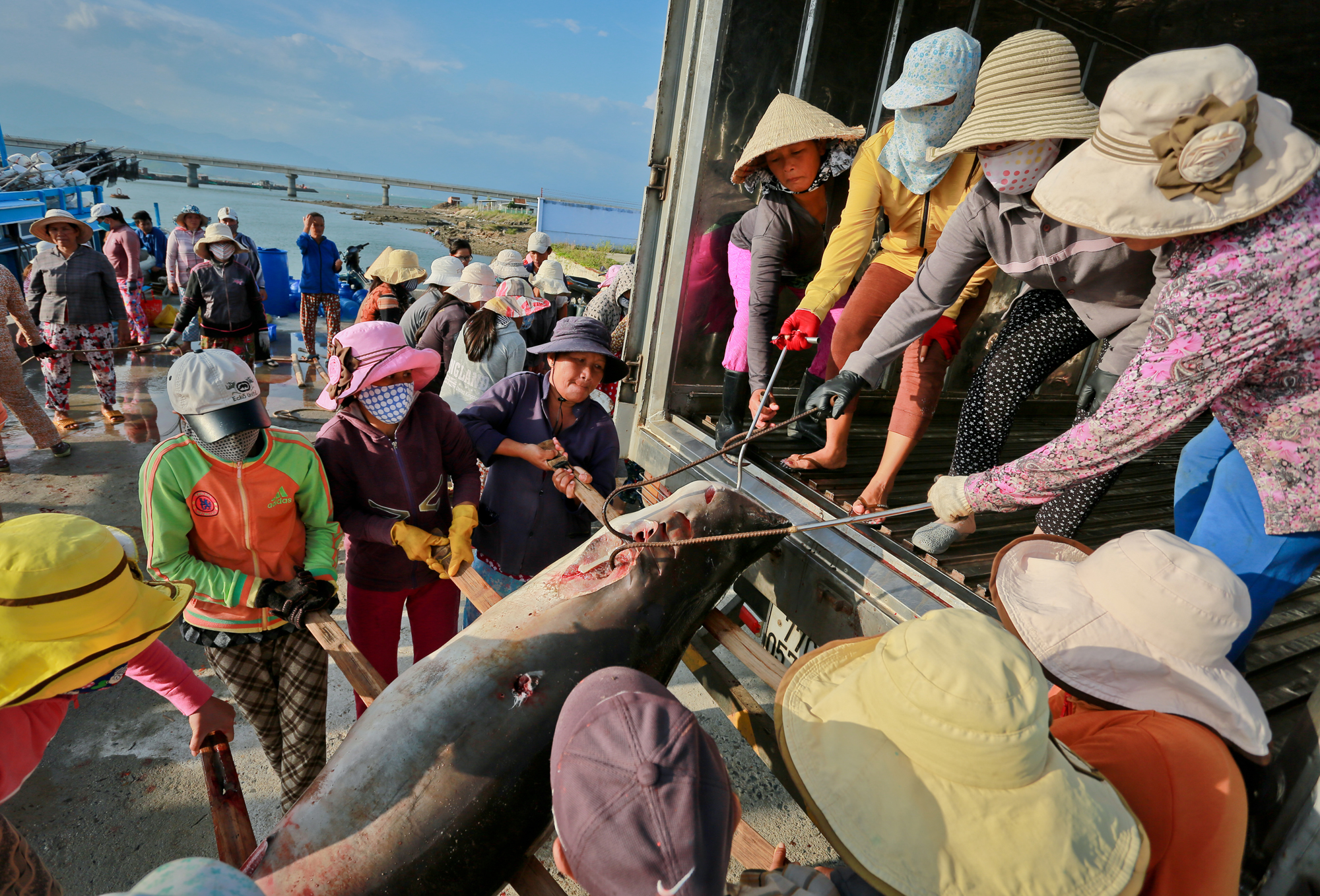 The female shark carriers in central Vietnam