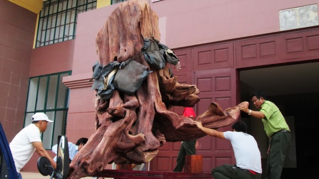 $800k tree stump displayed in northern Vietnam museum