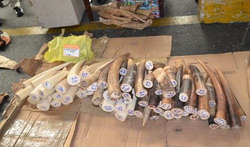 Vietnamese customs seize over 65kg of suspected rhino horns, elephant tusks