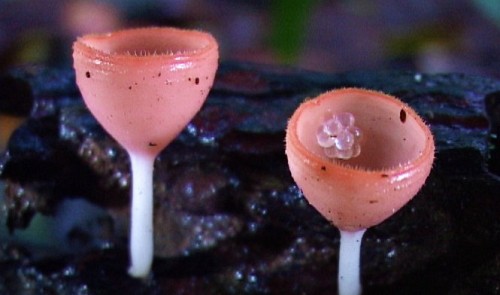 The wonder of mushrooms through elderly man’s lens