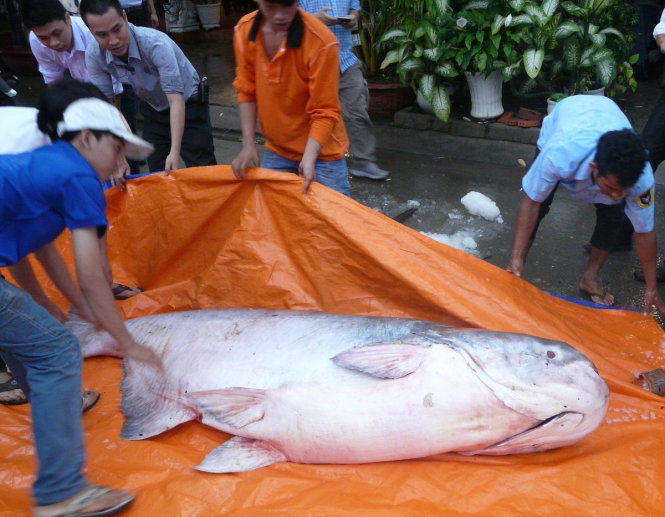 Vietnam restaurant purchases 230kg critically-endangered Mekong giant catfish