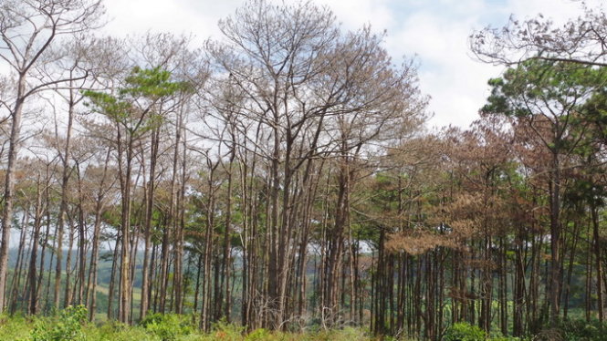 Thousands of pine trees poisoned to death in central Vietnam