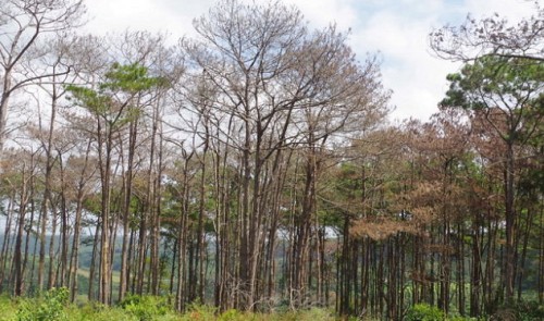 Thousands of pine trees poisoned to death in central Vietnam
