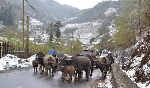 Vietnam’s Sa Pa suffers bitter cold, locals evacuate cattle