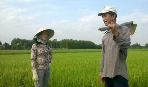 Vietnam woman helps farmers produce organic rice