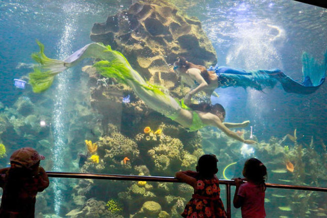 In photos: A glimpse at Nha Trang aquarium’s ‘mermaids’