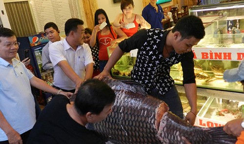 Giant fish sell like hot cakes in Ho Chi Minh City restaurants