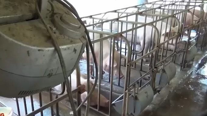 In southern Vietnam, pigs stay healthy with daily treat of music, radio news