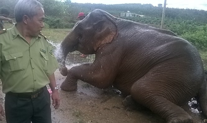 Vietnam province to buy private elephants for tourist services, forest protection